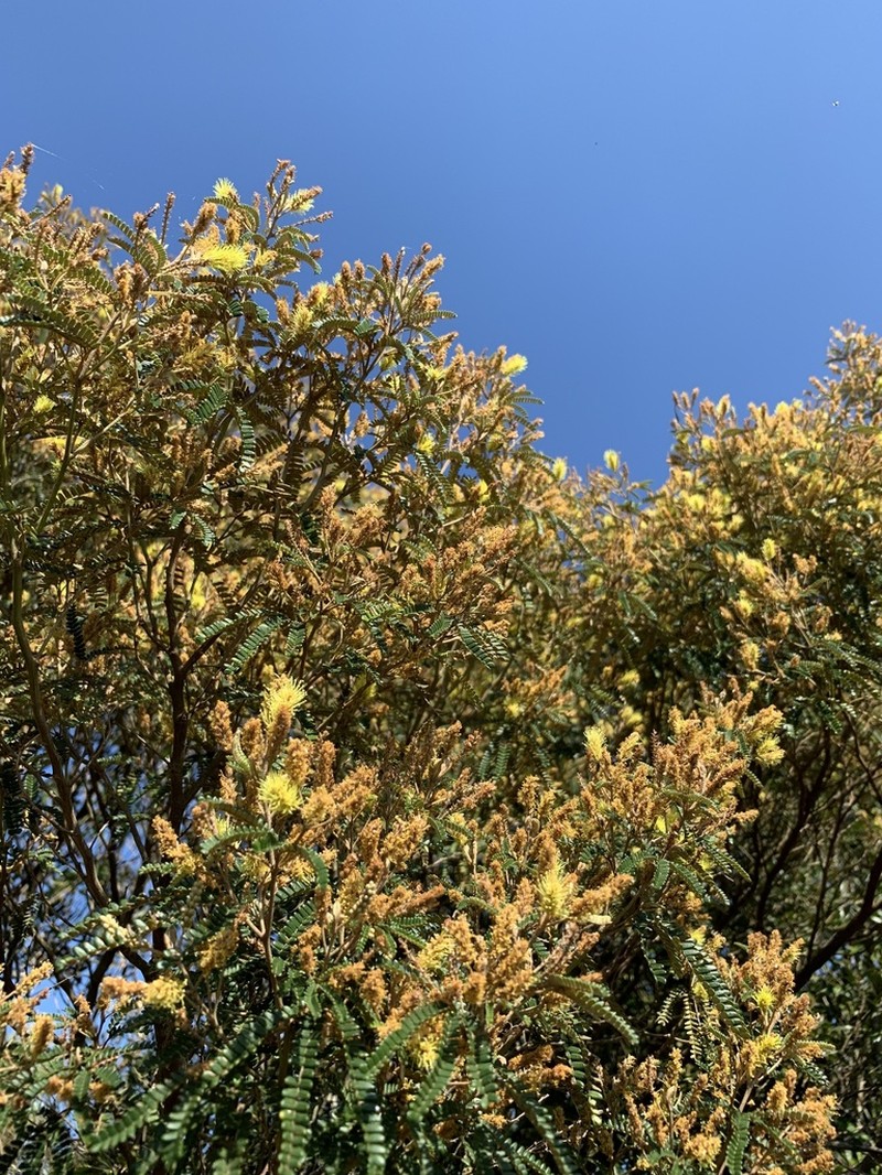 Mimosa taimbensis photo 7
