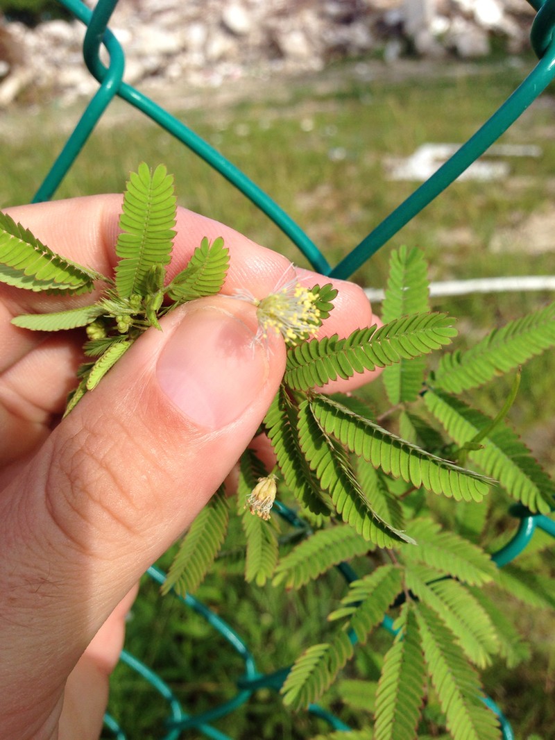 Mimosa tarda photo 2