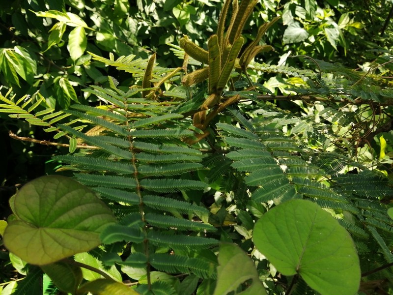 Mimosa tarda photo 3