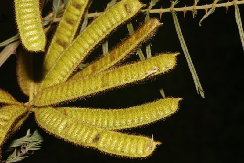 Mimosa tarda photo 4