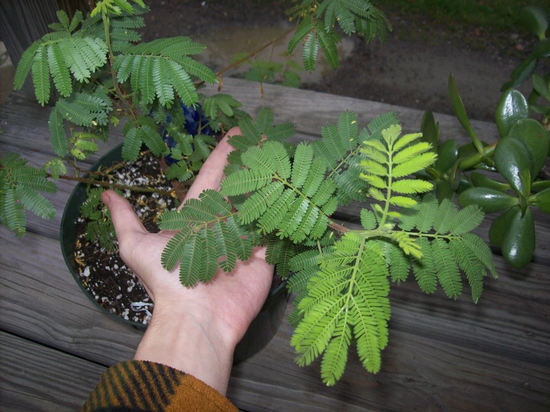 Mimosa tenuiflora