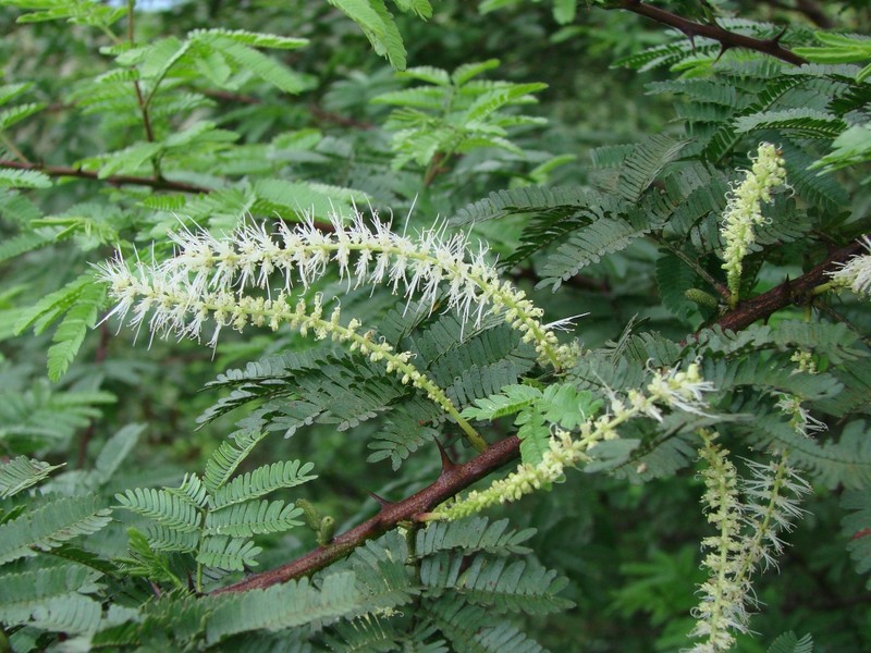 Mimosa tenuiflora photo 2