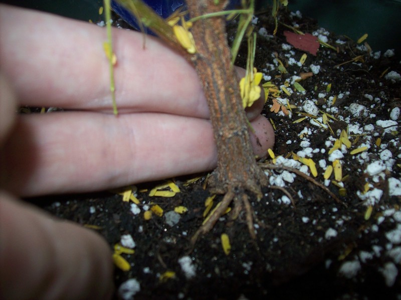 Mimosa tenuiflora photo 3