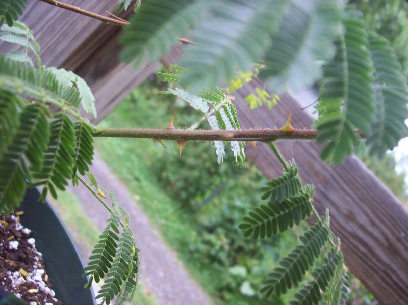 Mimosa tenuiflora photo 4