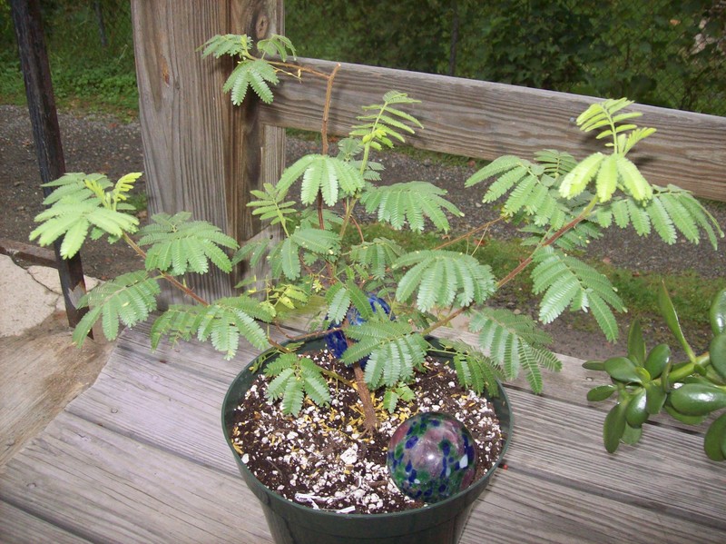 Mimosa tenuiflora photo 5