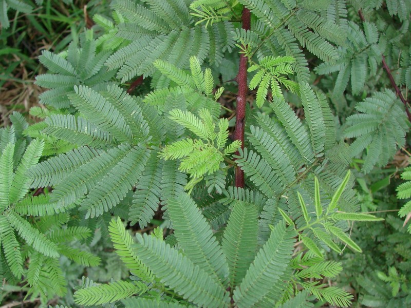 Mimosa tenuiflora photo 6