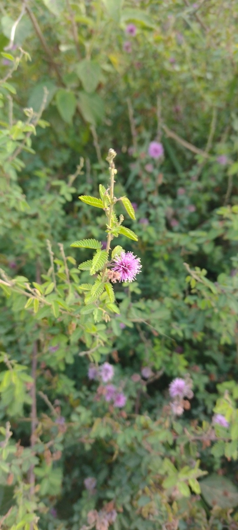 Mimosa terribilis