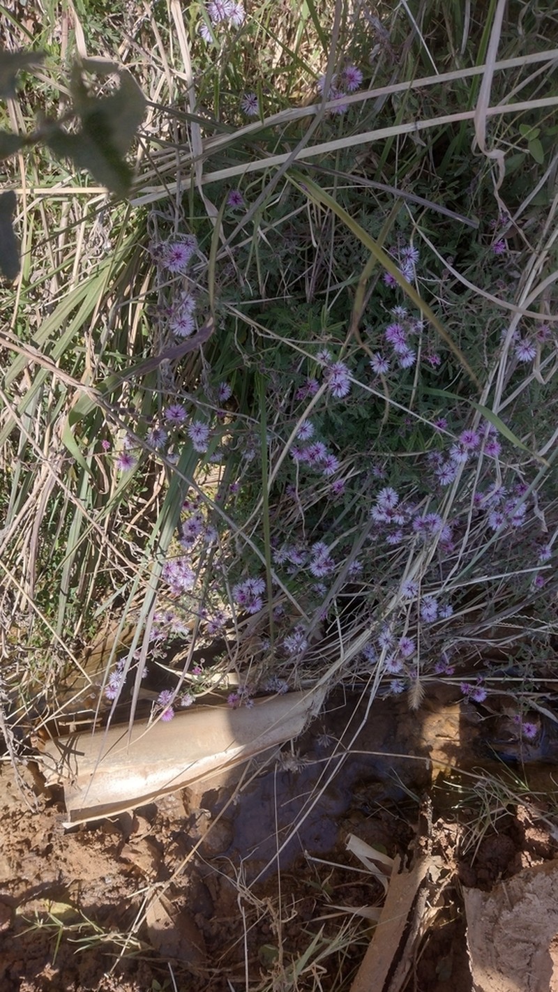 Mimosa terribilis photo 2