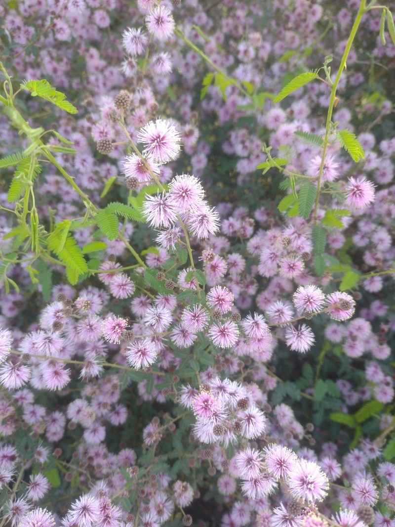 Mimosa terribilis photo 3