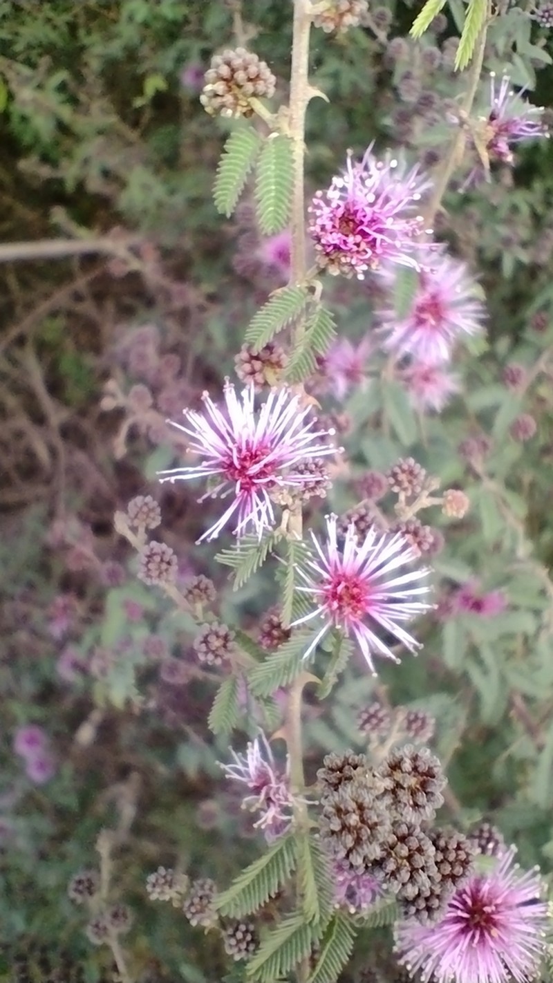 Mimosa terribilis photo 4