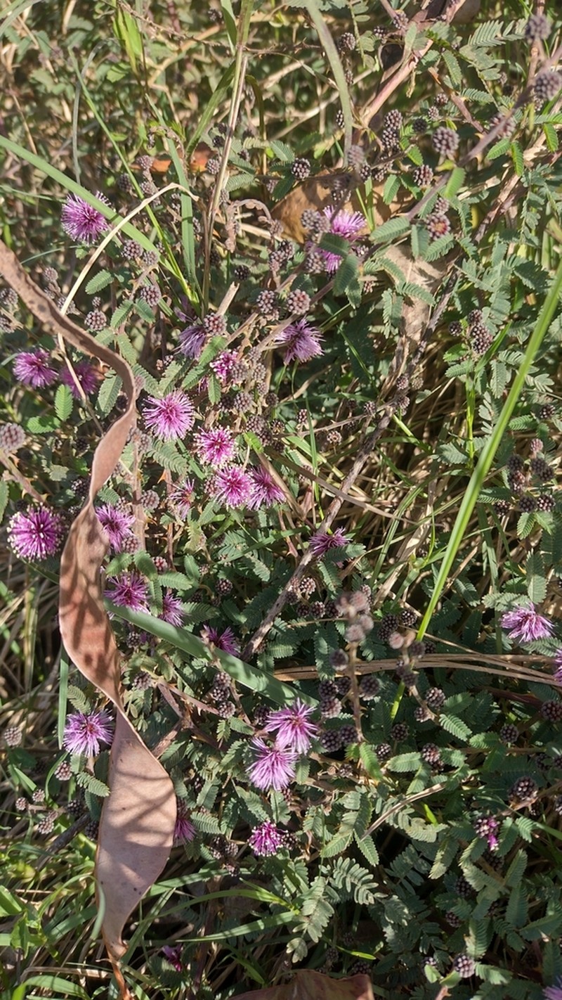 Mimosa terribilis photo 5