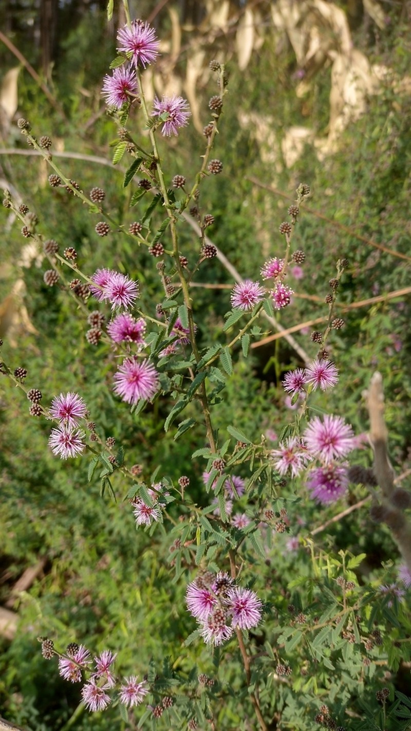 Mimosa terribilis photo 6