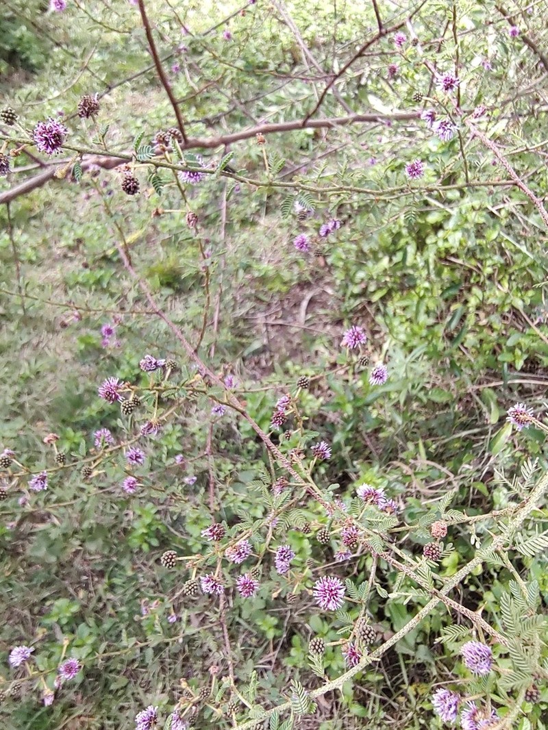Mimosa terribilis photo 7