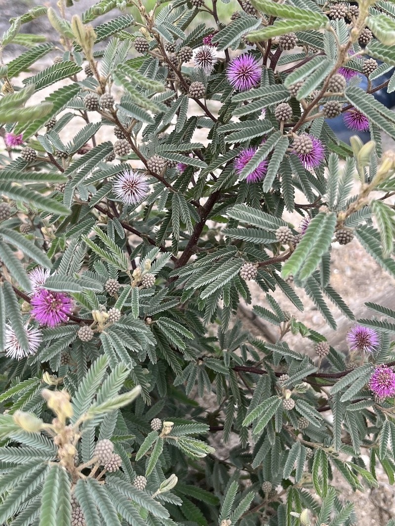 Mimosa terribilis photo 8