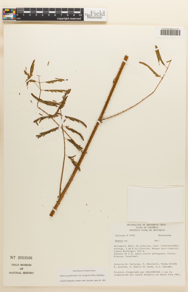Mimosa tetragona