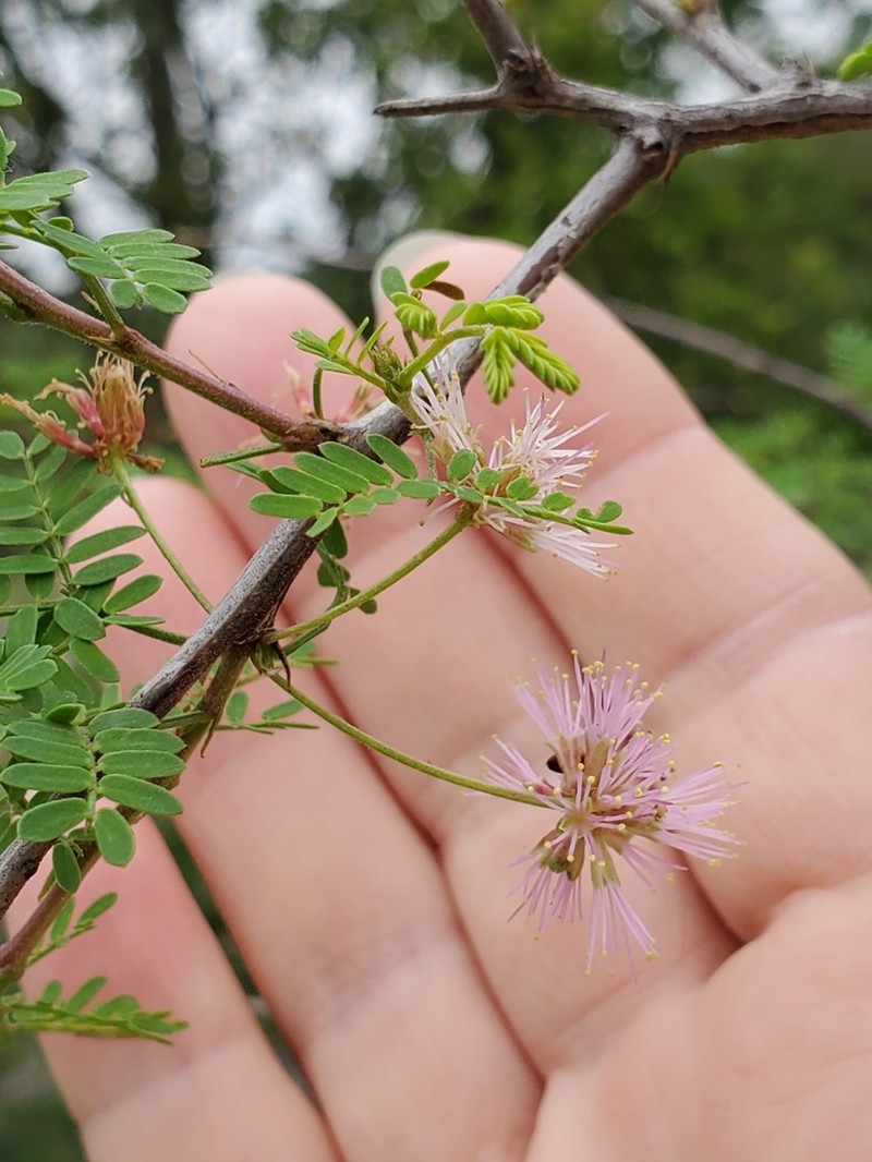 Texas Mimosa