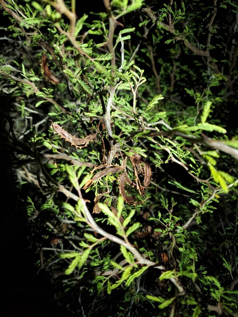 Texas Mimosa photo 2