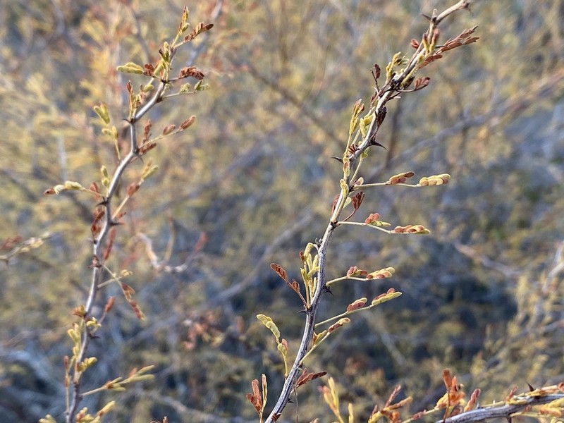 Texas Mimosa photo 3