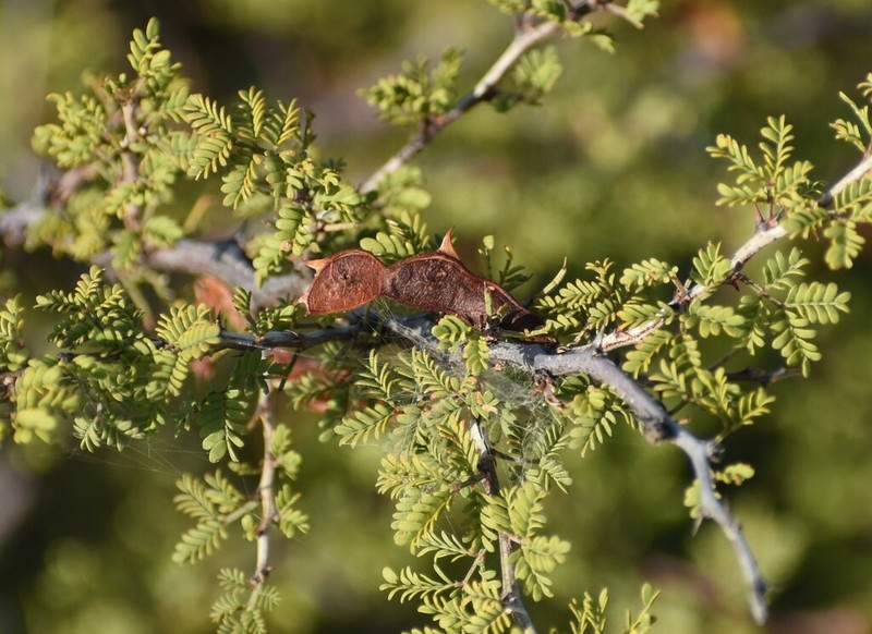 Texas Mimosa photo 5