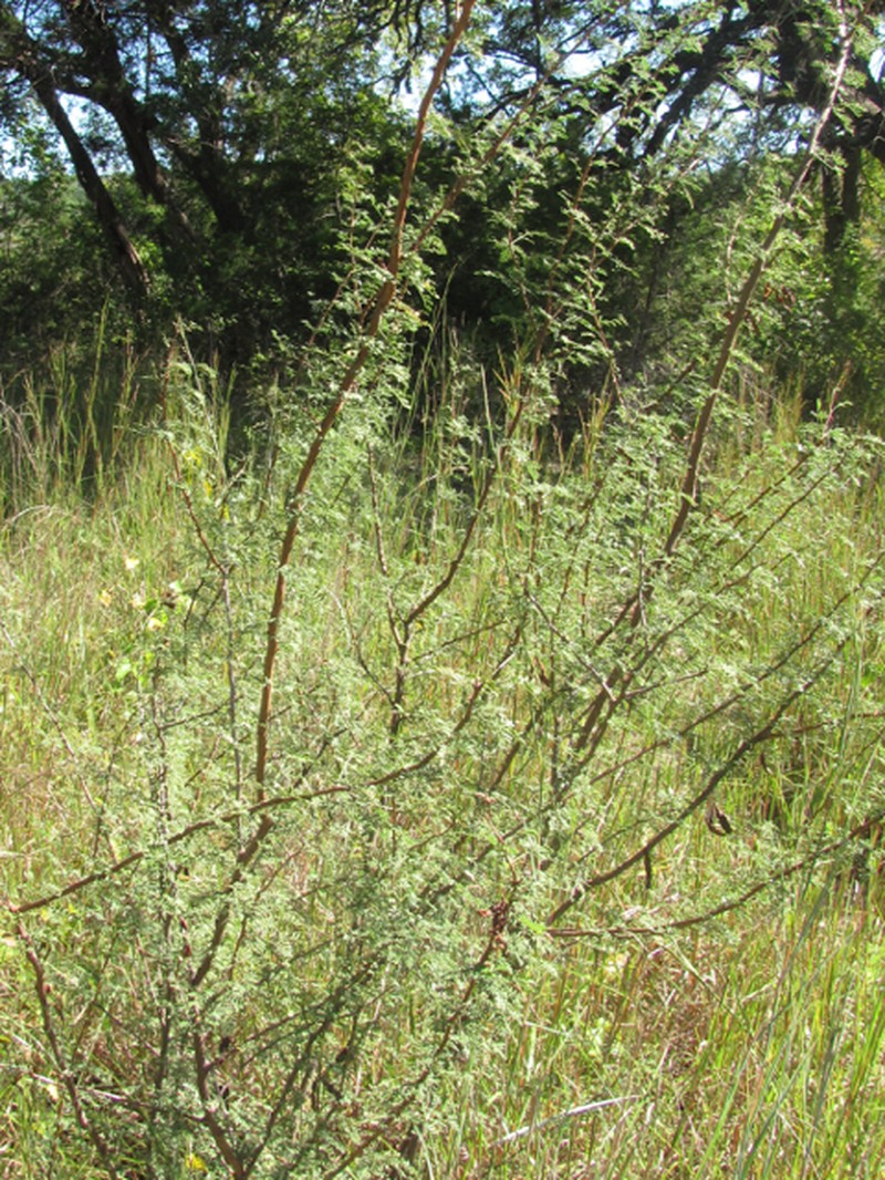 Texas Mimosa photo 7