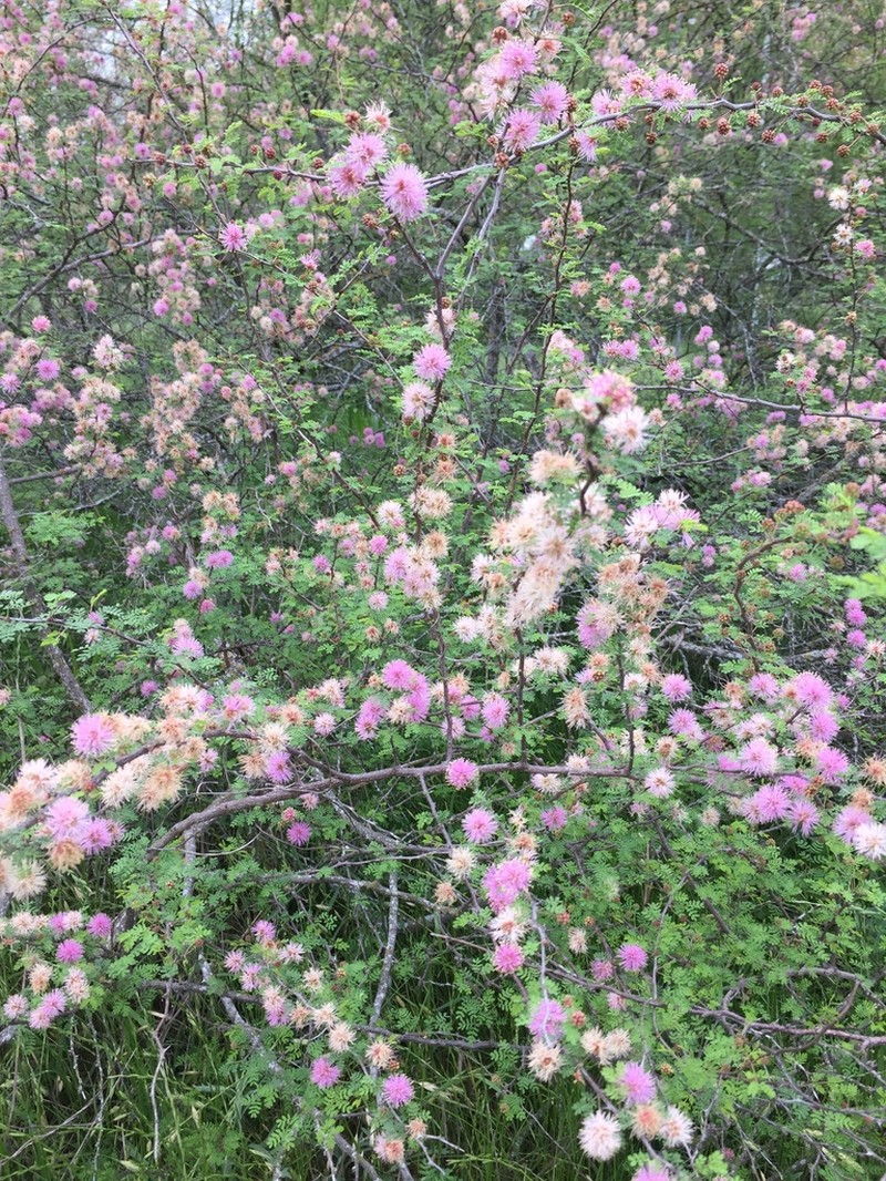 Texas Mimosa photo 8