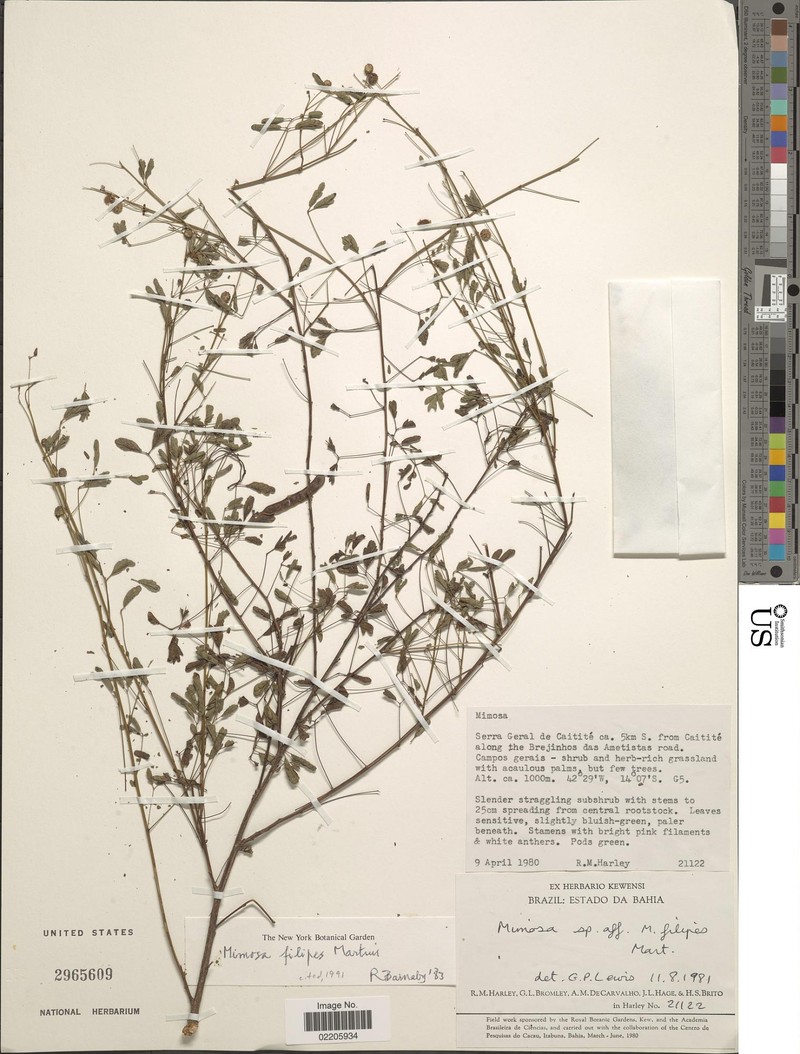 Mimosa texana var. filipes photo 4