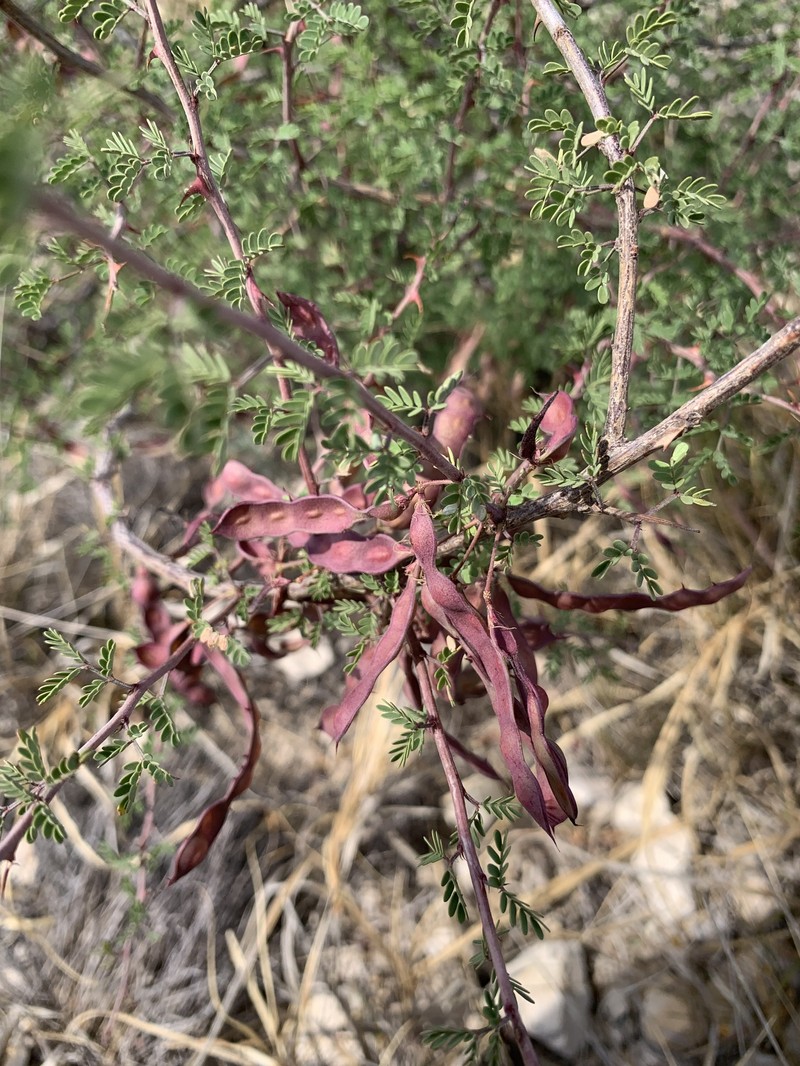 Mimosa texana var. texana
