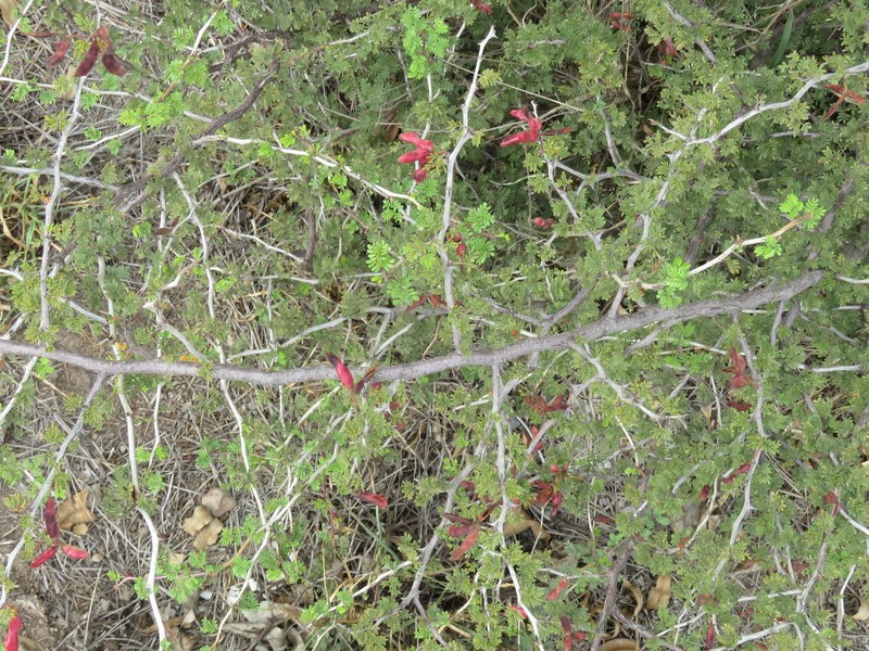 Mimosa texana var. texana photo 2