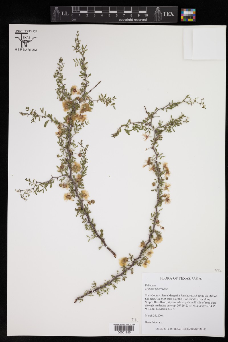 Mimosa texana var. texana photo 3