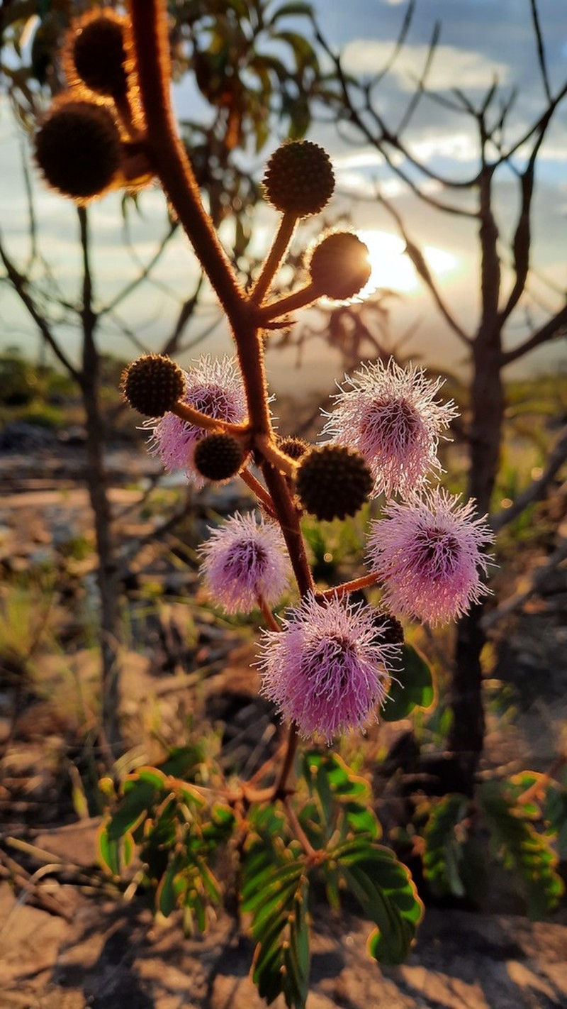 Mimosa thomista
