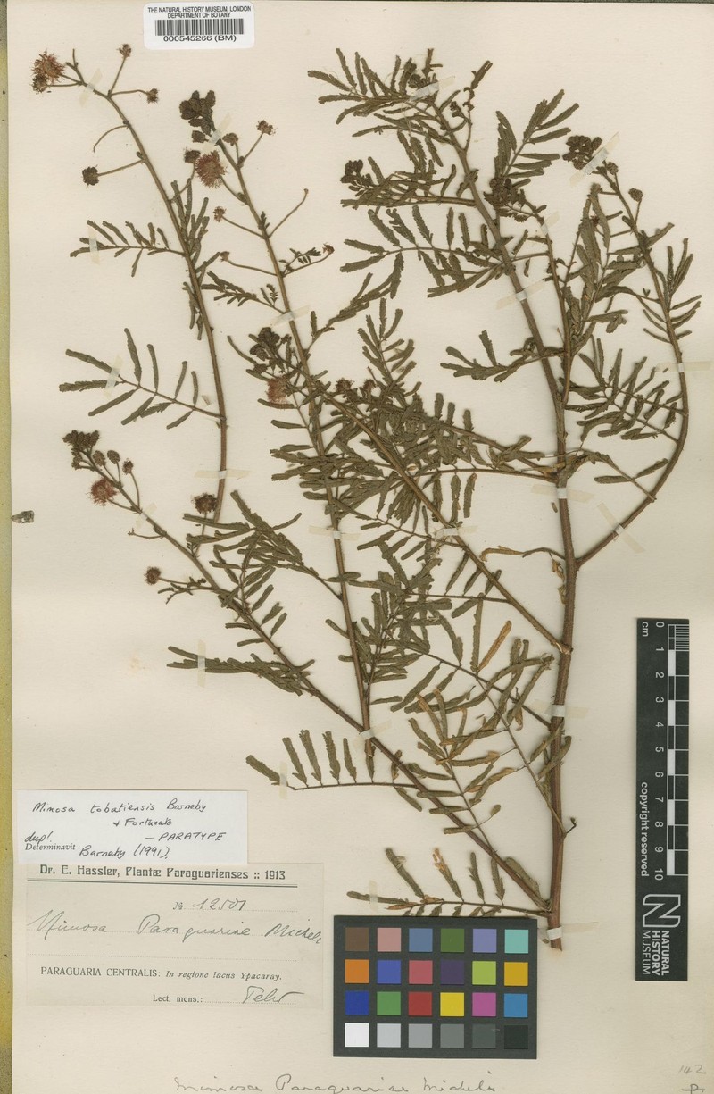 Mimosa tobatiensis