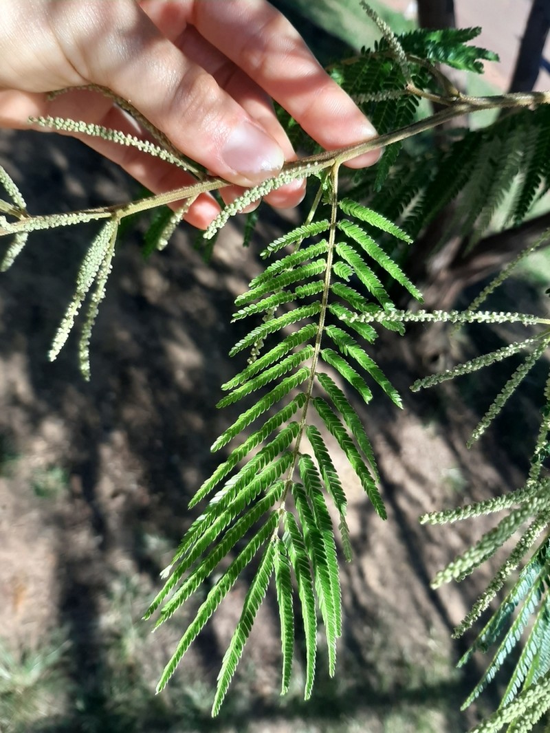Mimosa trianae photo 2