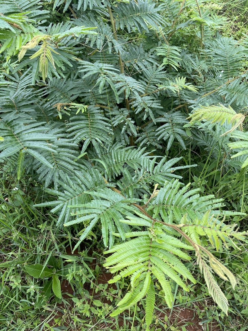 Mimosa trianae photo 3