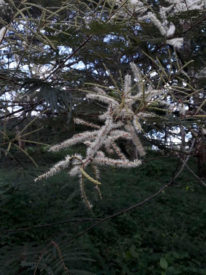 Mimosa trianae photo 4