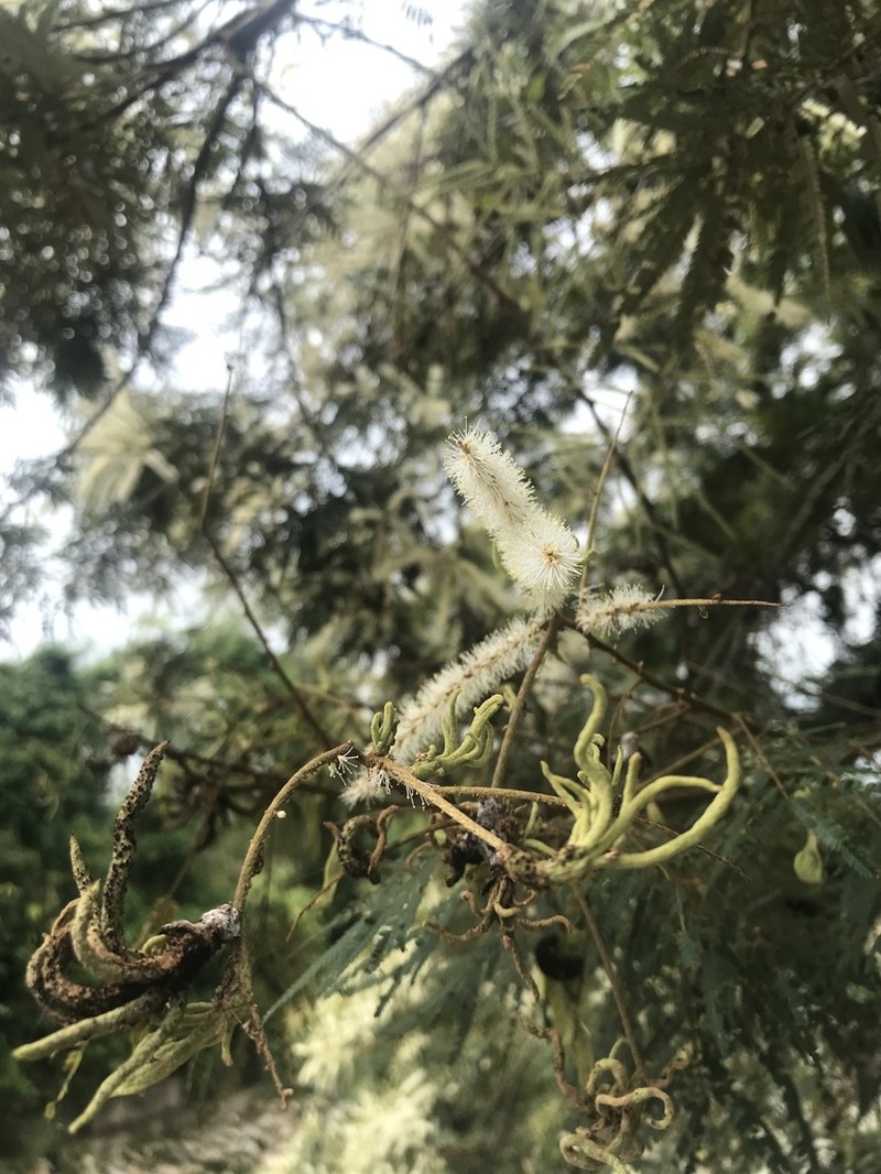 Mimosa trianae photo 5