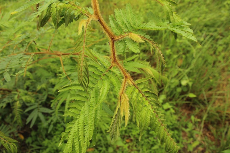 Mimosa trianae photo 8