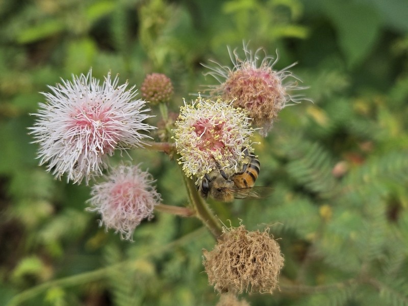 Mimosa tricephala