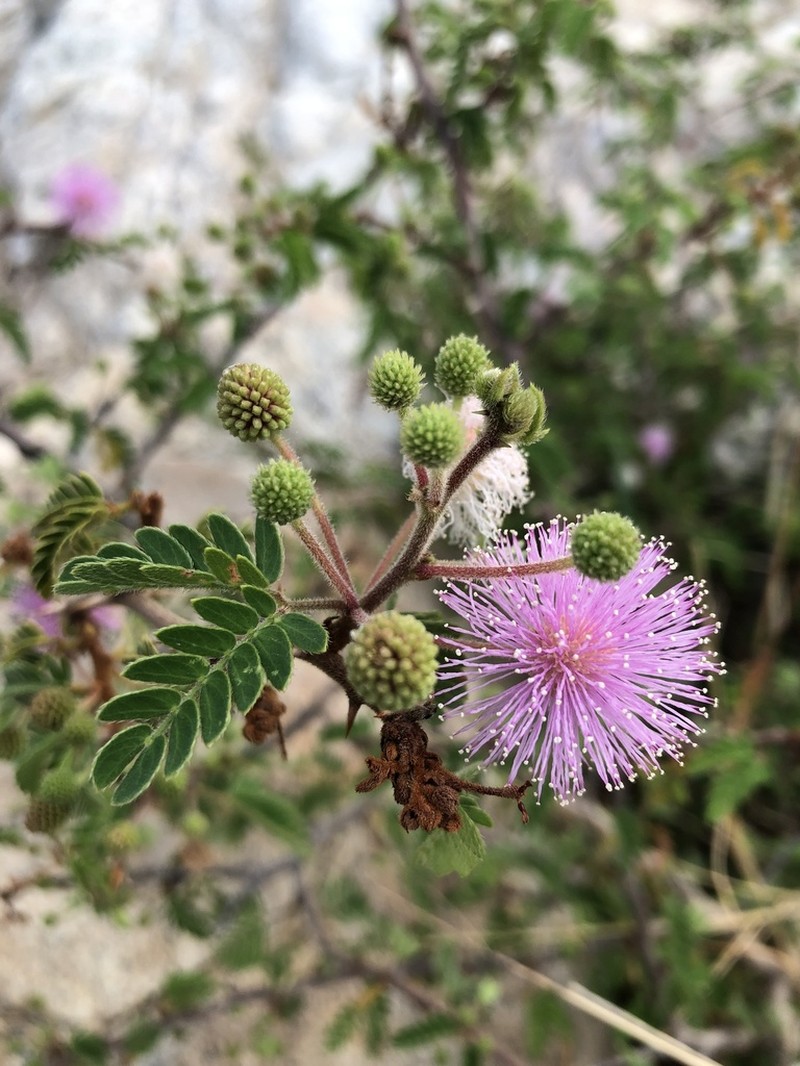 Mimosa tricephala photo 2
