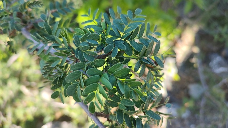 Mimosa tricephala photo 3