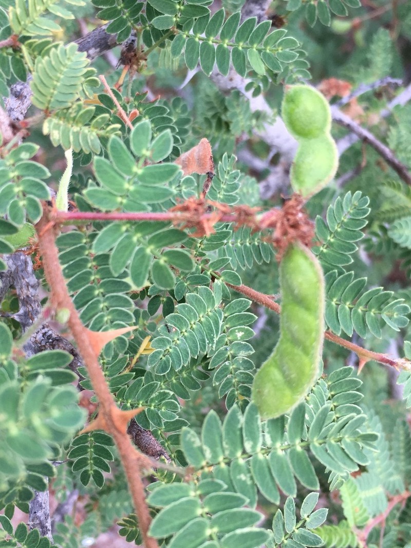 Mimosa tricephala photo 4