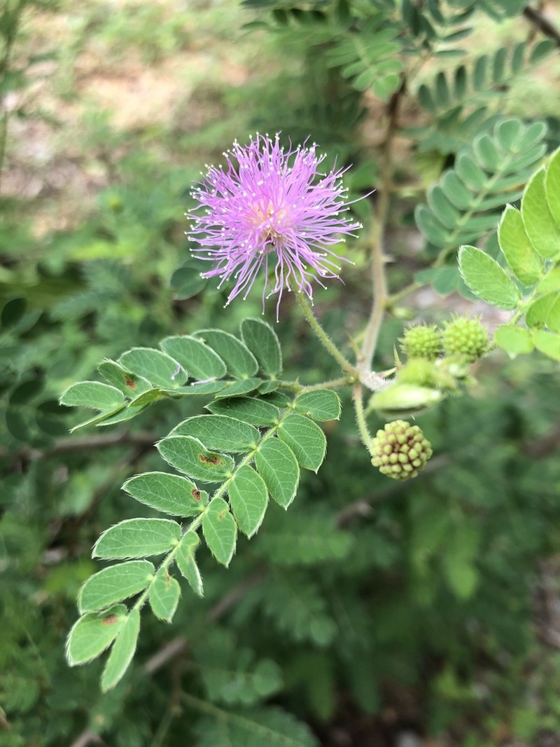 Mimosa tricephala photo 5