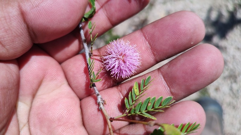 Mimosa tricephala photo 7