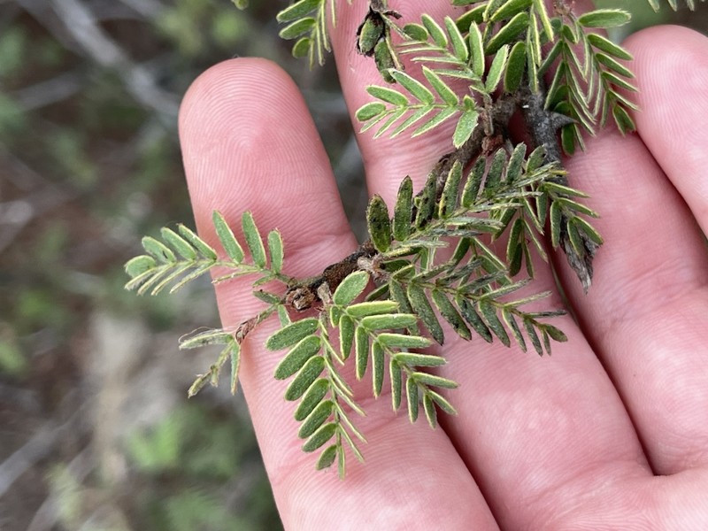 Mimosa tricephala photo 8