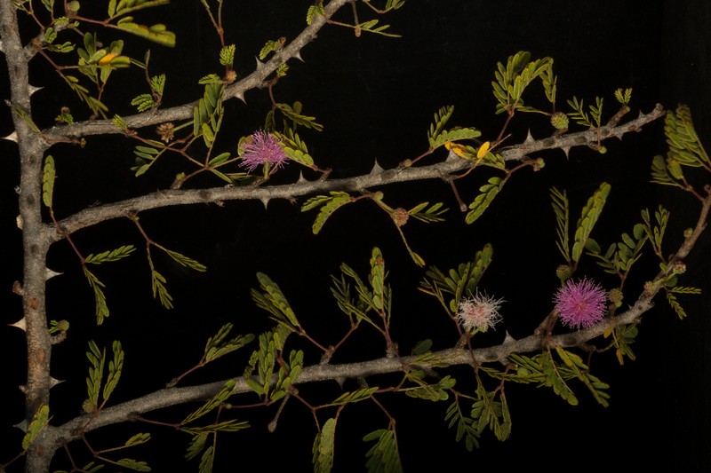 Mimosa tricephala var. nelsonii