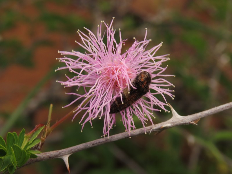 Mimosa tricephala var. xanti