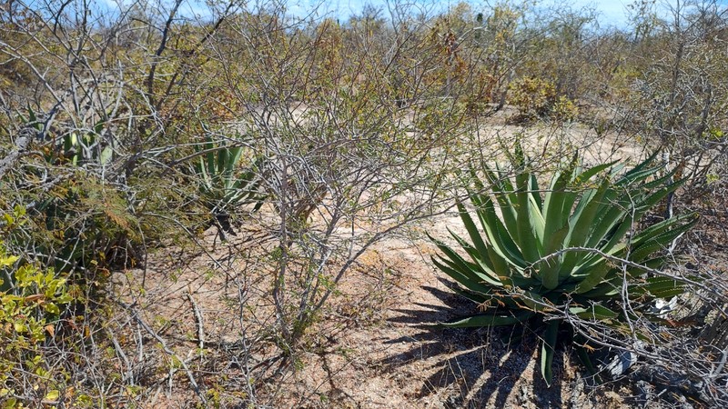 Mimosa tricephala var. xanti photo 2