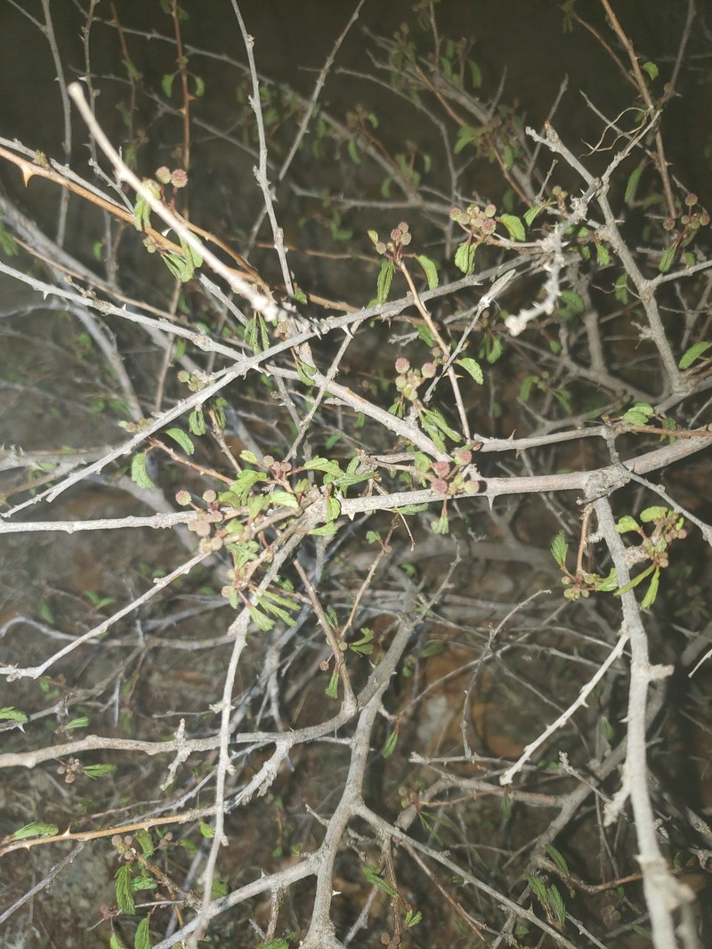 Mimosa tricephala var. xanti photo 3