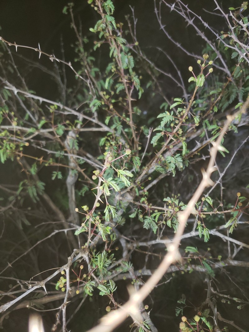 Mimosa tricephala var. xanti photo 4