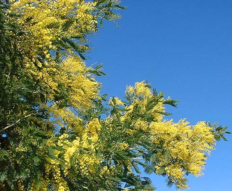 Desert Mimosa photo 2