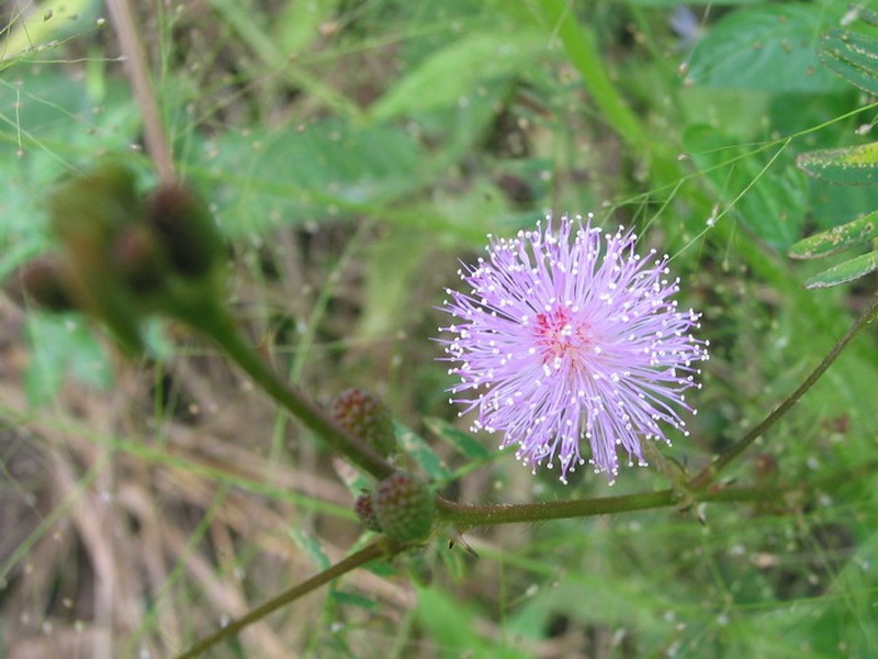 Desert Mimosa
